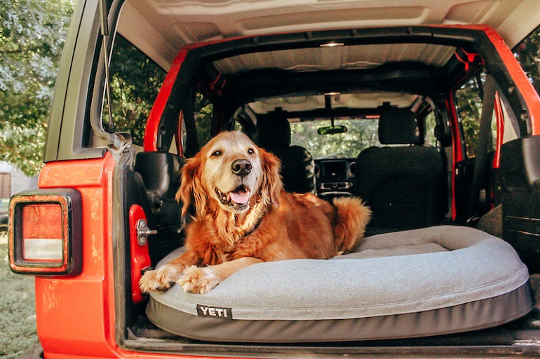 dog in jeep