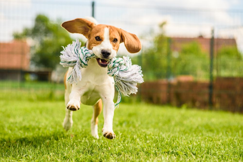 Heartworm in Dogs Keep Your Pet's Heart Protected