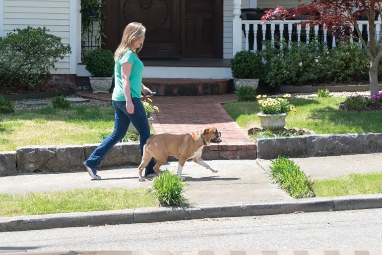 remote dog training collars