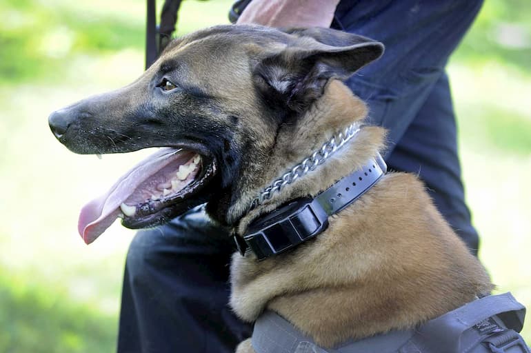 dog with tracking collar on his neck