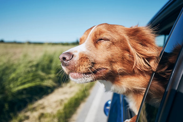 travelling dog 