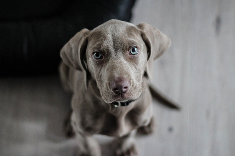 dog looking at owner