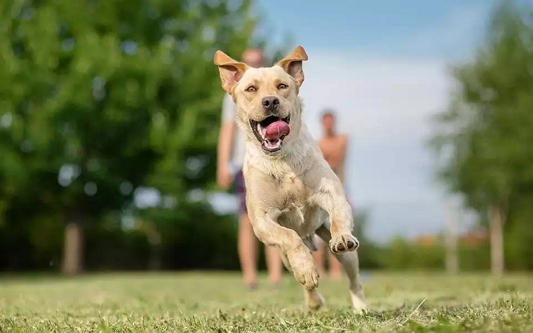 Happy dog