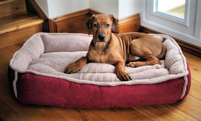 Pet beds online