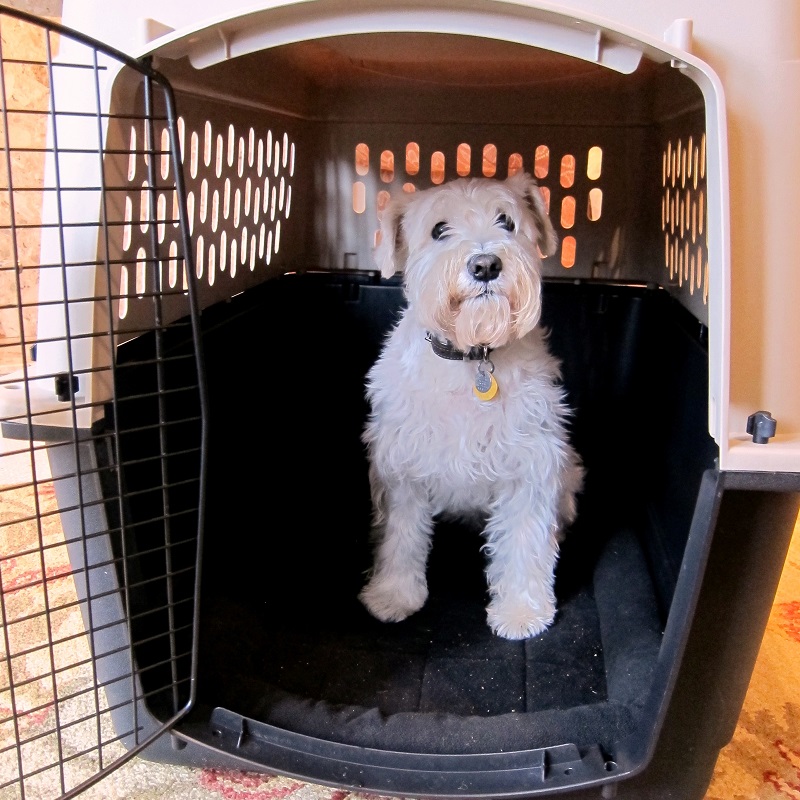 travel kennel