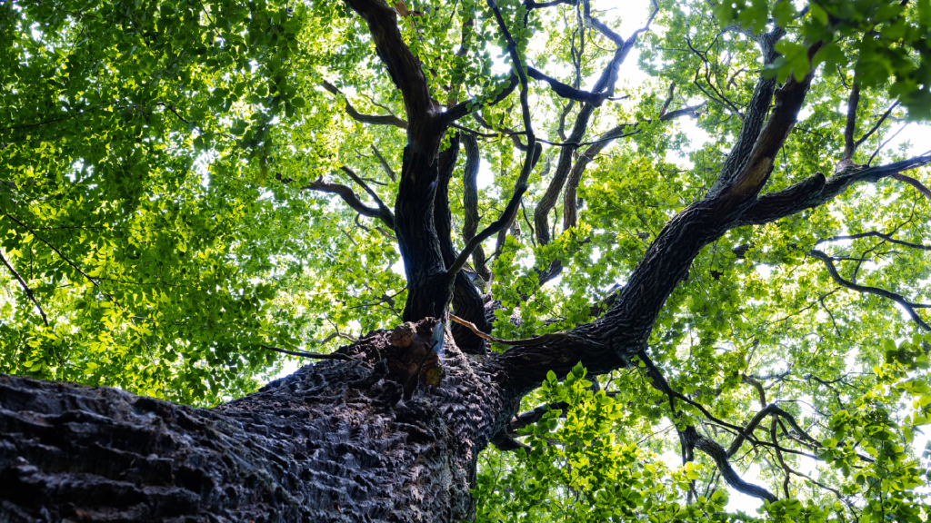 tree branches