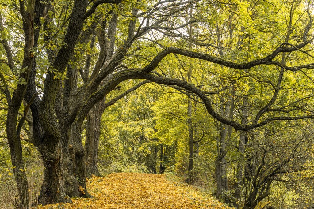 tree hanging branches