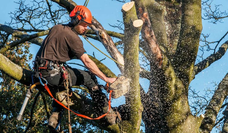 tree trimming services