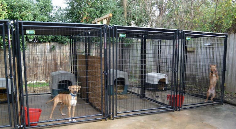 two dogs inside their outdoor kennel